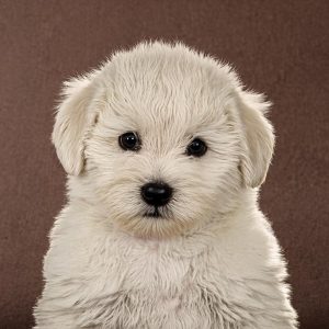 比熊犬