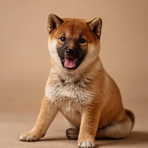 日本柴犬
